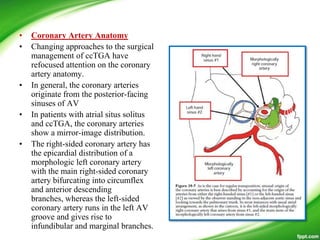 • Coronary Artery Anatomy
• Changing approaches to the surgical
management of ccTGA have
refocused attention on the coronary
artery anatomy.
• In general, the coronary arteries
originate from the posterior-facing
sinuses of AV
• In patients with atrial situs solitus
and ccTGA, the coronary arteries
show a mirror-image distribution.
• The right-sided coronary artery has
the epicardial distribution of a
morphologic left coronary artery
with the main right-sided coronary
artery bifurcating into circumflex
and anterior descending
branches, whereas the left-sided
coronary artery runs in the left AV
groove and gives rise to
infundibular and marginal branches.
 