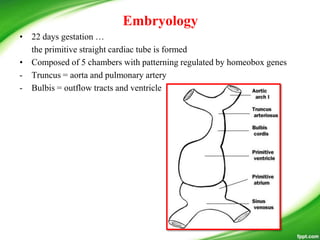 Embryology
• 22 days gestation …
the primitive straight cardiac tube is formed
• Composed of 5 chambers with patterning regulated by homeobox genes
- Truncus = aorta and pulmonary artery
- Bulbis = outflow tracts and ventricle
 