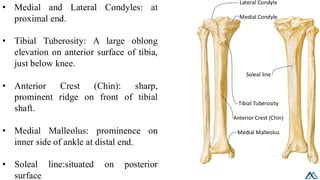 L003 Lower Limb Bone / Lower Limb Bone .pdf