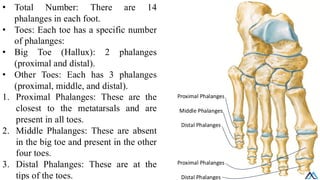 L003 Lower Limb Bone / Lower Limb Bone .pdf