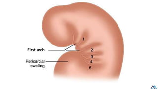 Pharyngeal Arches / Pharyngeal Arches.pdf