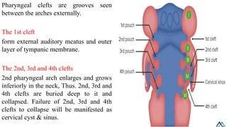 Pharyngeal Arches / Pharyngeal Arches.pdf