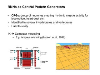 RNNs as Central Pattern Generators CPGs:  group of neurones creating rhythmic muscle activity for locomotion, heart-beat etc. Identified in several invertebrates and vertebrates Hard to study    Computer modelling E.g. lamprey swimming (Ijspeert  et al. , 1998) 