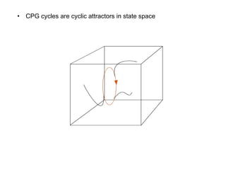 CPG cycles are cyclic attractors in state space 