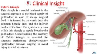 Callot Triangle Border Liver biliary system / Liver biliary system.pdf