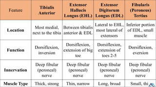 L006 Lower Limb Muscles of leg / Lower Limb Muscles of leg .pdf
