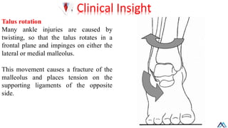 Talus Rotation L008 Lower Limb Joints / Lower Limb Joints .pdf
