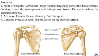 Scapular Ridge L012 Upper Limb Bone / Upper Limb Bone.pdf