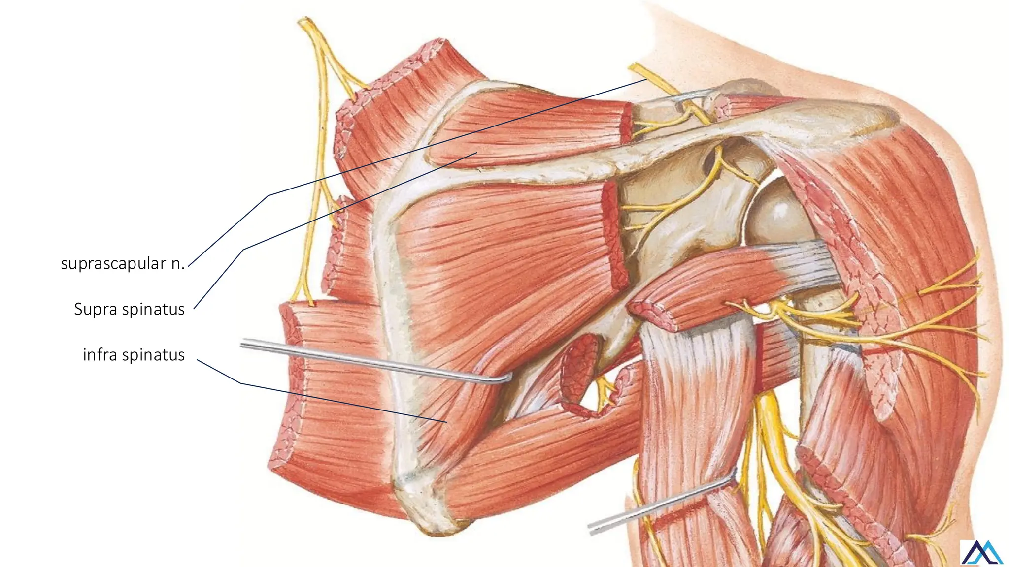L013 Upper Limb Muscles of scapular, pectoral, deltoid.pdf