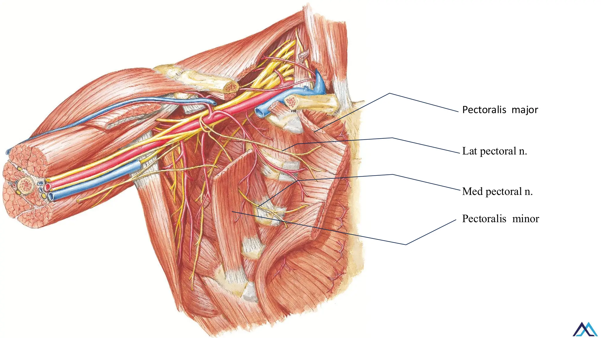 Pectorala L013 Upper Limb Muscles of scapular, pectoral, deltoid.pdf