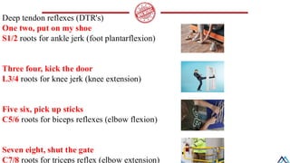 L014 Upper Limb Muscles of arm / Upper Limb Muscles of arm / Upper Limb ...