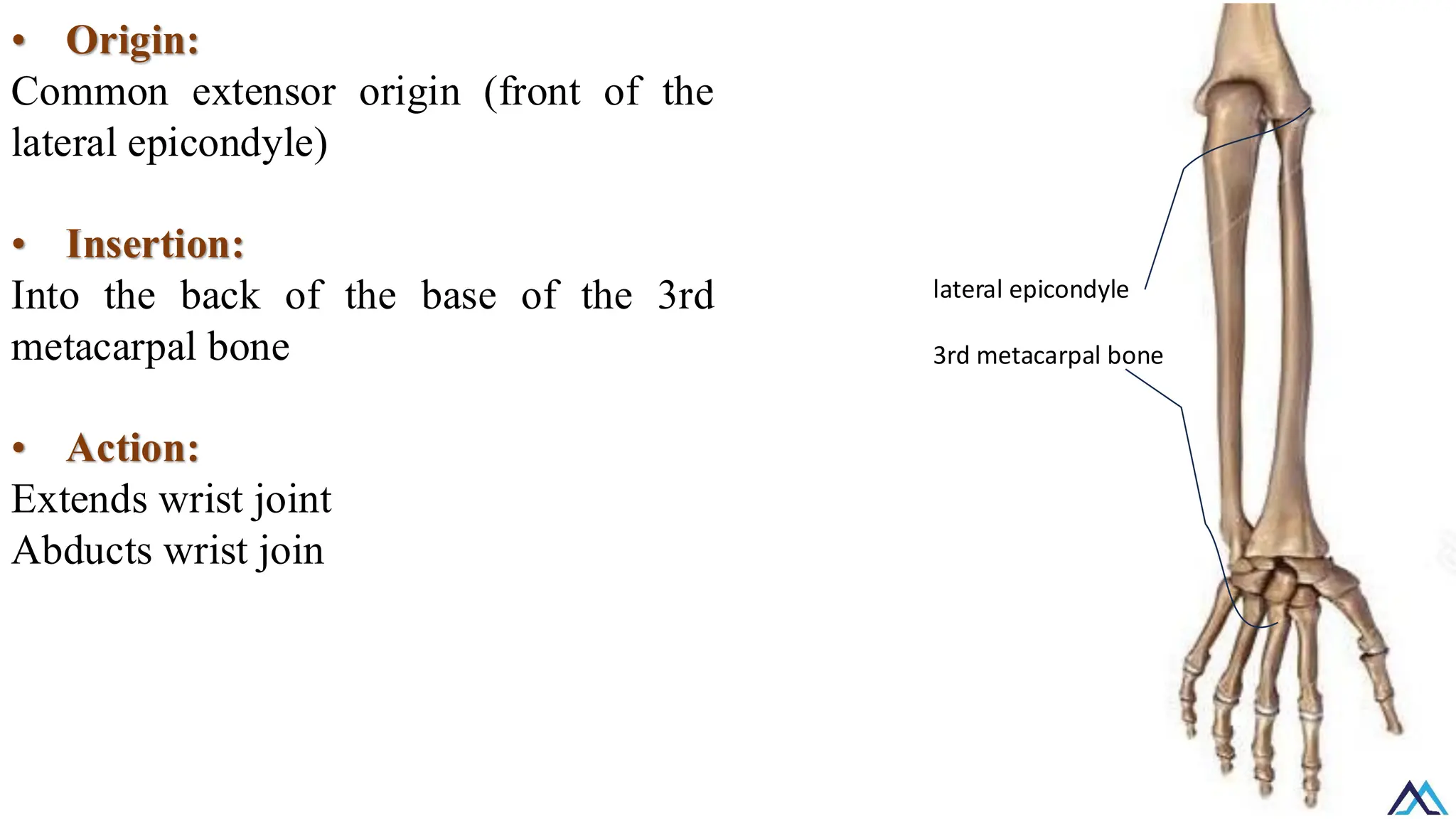 L015 Upper Limb Muscles of forearm / Upper Limb Muscles of forearm ...