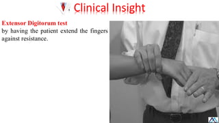 L015 Upper Limb Muscles of forearm / Upper Limb Muscles of forearm ...