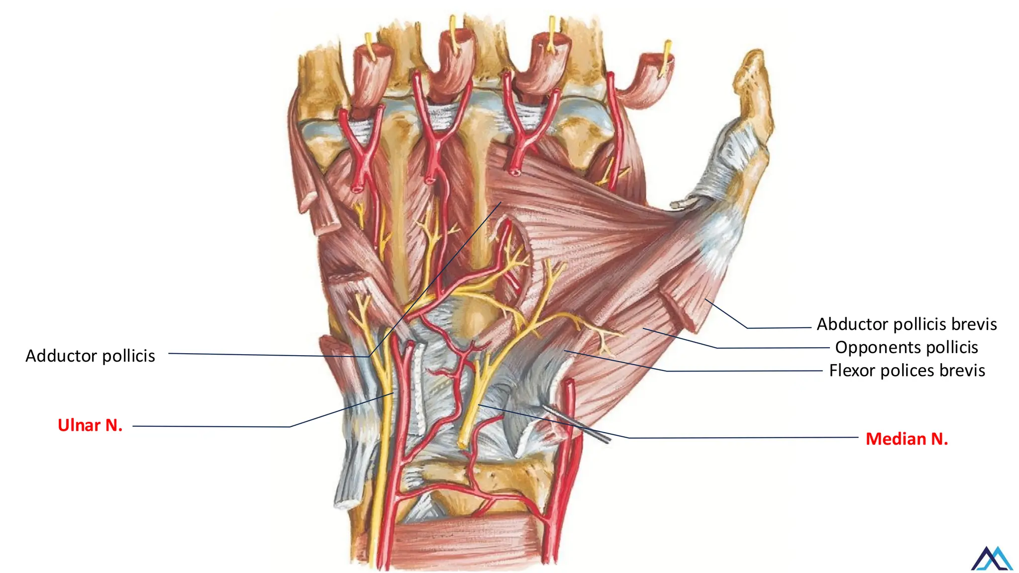 L016 Upper Limb Muscles of hand / Upper Limb Muscles of hand / Upper ...