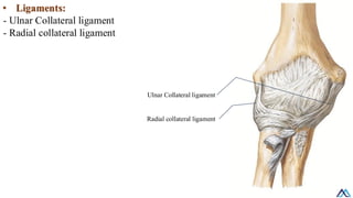Pip Rcl L017 Upper Limb Joints / Upper Limb Joints / Upper Limb Joints.pdf