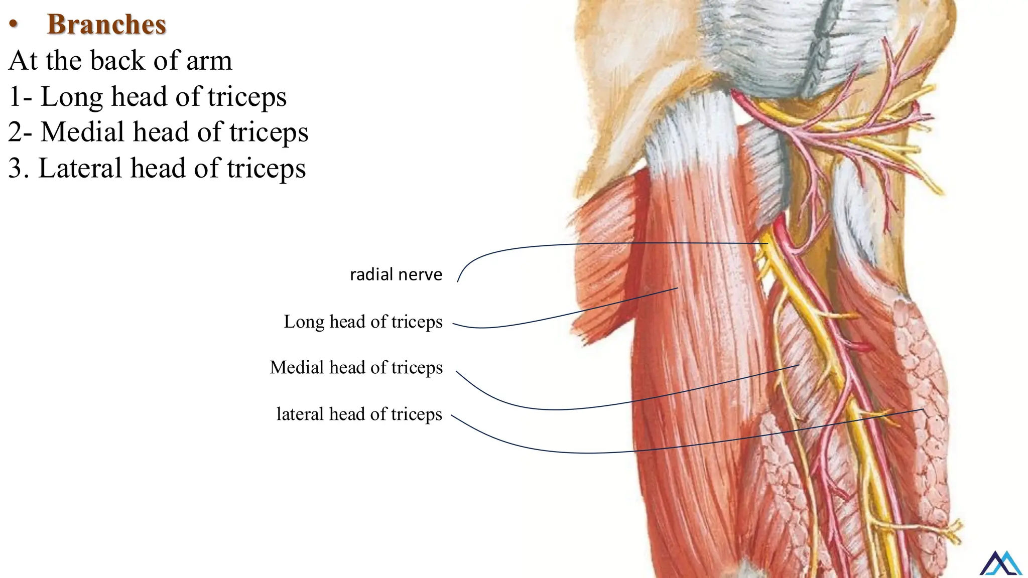 L018 Upper Limb Nerves /Upper Limb Nerves / Upper Limb Nerves.pdf
