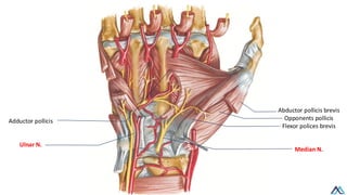 L018 Upper Limb Nerves /Upper Limb Nerves / Upper Limb Nerves.pdf