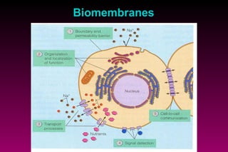 Biomembranes 
