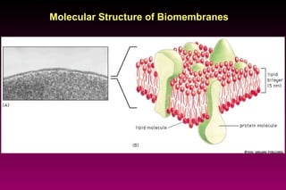 Molecular Structure of Biomembranes 