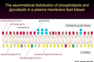 The asymmetrical distribution of phospholipids and glycolipids in a plasma membrane lipid bilayer 