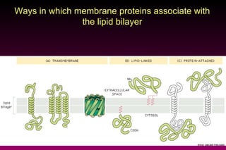 Ways in which membrane proteins associate with the lipid bilayer 