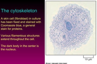 The cytoskeleton A skin cell (fibroblast) in culture has been fixed and stained with Coomassie blue, a general stain for proteins. Various filamentous structures extend throughout the cell. The dark body in the center is the  n ucleus.  