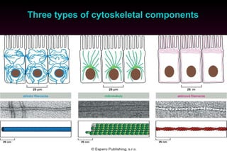 Three types of cytoskeletal components 