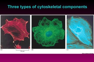 Three types of cytoskeletal components 