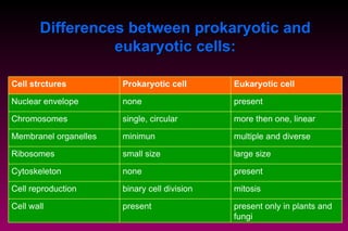 Differences between prokaryotic and eukaryotic cells: present only in plants and fungi present Cell wall mitosis binary cell division Cell reproduction present none Cytoskeleton large  size small  size Ribosomes multipl e  and divers e minimun Membranel organelles more then one, linear single, circular Chromosomes present none Nuclear envelope Eukaryotic cell Prokaryotic cell Cell strctures 