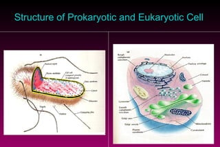 Structure of Prokaryotic and Eukaryotic Cell 