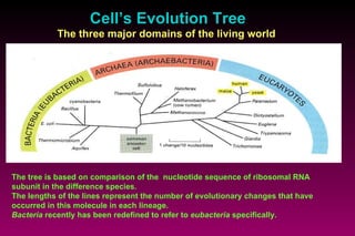 Cell ’ s Evolution Tree The three major domains of the living world   The tree is based on comparison of the  nucleotide sequence of ribosomal RNA subunit in the difference species. The lengths of the lines represent the number of evolutionary changes that have occurred in this molecule in each lineage.  Bacteria  recently has been redefined to refer to  eubacteria  specifically. 