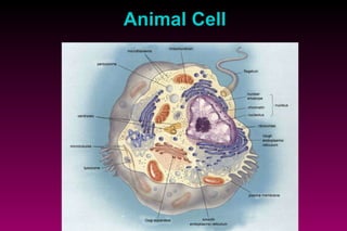 Animal   C ell 