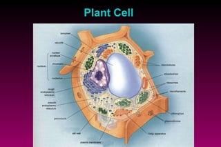 Plant   C ell 