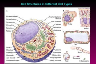 Cell Structures in Different Cell Types 