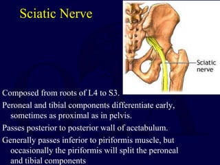Sciatic Nerve
Composed from roots of L4 to S3.
Peroneal and tibial components differentiate early,
sometimes as proximal as in pelvis.
Passes posterior to posterior wall of acetabulum.
Generally passes inferior to piriformis muscle, but
occasionally the piriformis will split the peroneal
and tibial components
 