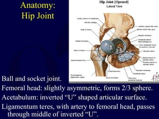 Anatomy:
Hip Joint
Ball and socket joint.
Femoral head: slightly asymmetric, forms 2/3 sphere.
Acetabulum: inverted “U” shaped articular surface.
Ligamentum teres, with artery to femoral head, passes
through middle of inverted “U”.
 