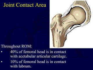 Joint Contact Area
Throughout ROM:
• 40% of femoral head is in contact
with acetabular articular cartilage.
• 10% of femoral head is in contact
with labrum.
 