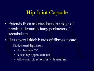 Hip Joint Capsule
• Extends from intertrochanteric ridge of
proximal femur to bony perimeter of
acetabulum
• Has several thick bands of fibrous tissue
Iliofemoral ligament
• Upside-down “Y”
• Blocks hip hyperextension
• Allows muscle relaxation with standing
 