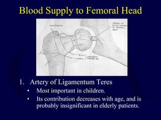 Blood Supply to Femoral Head
1. Artery of Ligamentum Teres
• Most important in children.
• Its contribution decreases with age, and is
probably insignificant in elderly patients.
 