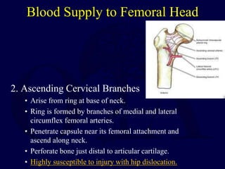 Blood Supply to Femoral Head
2. Ascending Cervical Branches
• Arise from ring at base of neck.
• Ring is formed by branches of medial and lateral
circumflex femoral arteries.
• Penetrate capsule near its femoral attachment and
ascend along neck.
• Perforate bone just distal to articular cartilage.
• Highly susceptible to injury with hip dislocation.
 