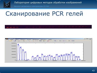 Сканирование  PCR  гелей 