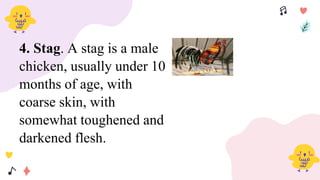 4. Stag. A stag is a male
chicken, usually under 10
months of age, with
coarse skin, with
somewhat toughened and
darkened flesh.
 