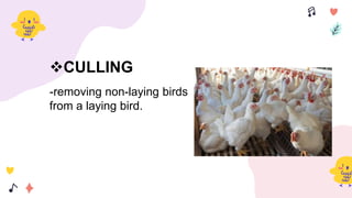 CULLING
-removing non-laying birds
from a laying bird.
 