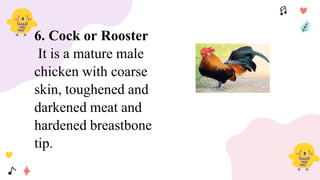 6. Cock or Rooster
It is a mature male
chicken with coarse
skin, toughened and
darkened meat and
hardened breastbone
tip.
 