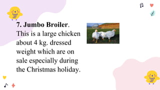 7. Jumbo Broiler.
This is a large chicken
about 4 kg. dressed
weight which are on
sale especially during
the Christmas holiday.
 