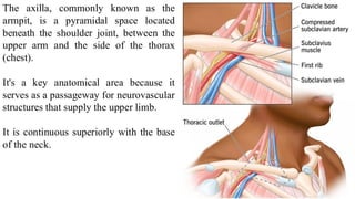 L020 Upper Limb Anatomical regions / Upper Limb Anatomical regions ...