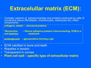Extracelullar matrix (ECM): Complex network of  polysaccharides and proteins produced by cells of connective tissue (fibroblasts, chondrocytes, osteocytes etc.) Main components: collagens, elastin   – structural proteins  fibronectins  – fibrous adhesive proteins interconnecting  ECM to a and  laminin s   meshwork    proteoglycans   – gly c oproteins forming a gel  ECM calcified in bone and teeth Ropelike in tendon Transparent in cornea Plant cell wall – specific type of extracellular matrix 