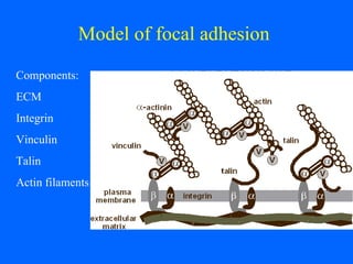 Model of focal adhesion   Components: ECM Integrin Vinculin Talin Actin filaments 