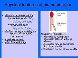 Physical features of biomembranes  Stabili ty   of  the  bila y er :    facilitated by hydrophobic interaction between fatty acid chains     unsaturated fatty acids decrease the bilayer stability     Sterols increase the bilayer stability Polarity of phospholipids hydrophilic ends  (PO 4 , ,  COOH, OH, NH 3 hydrophobic ends fatty acid chains   Self-assembly into bilayers   liposomes , myeline structures Lipid asymmetry Membrane fluidity 