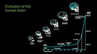 http://www.bordalierinstitute.com/images/brainEvolution.jpg
Evolution of the  
human brain
 